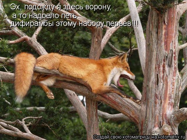 Эх, подожду я здесь ворону, а то надоело петь дифирамбы этому набору перьев!!!... Котоматрица: Эх, подожду я здесь ворону, а то надоело петь дифирамбы этому набору перьев!!!