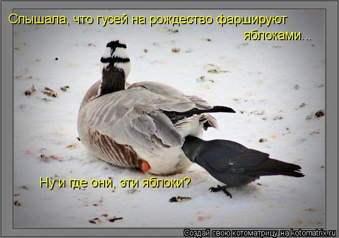 . Слышала, что гусей на рождество фаршируют яблоками... Ну и где они, эти яблоки?... Котоматрица: . Слышала, что гусей на рождество фаршируют яблоками... Ну и где они, эти яблоки?