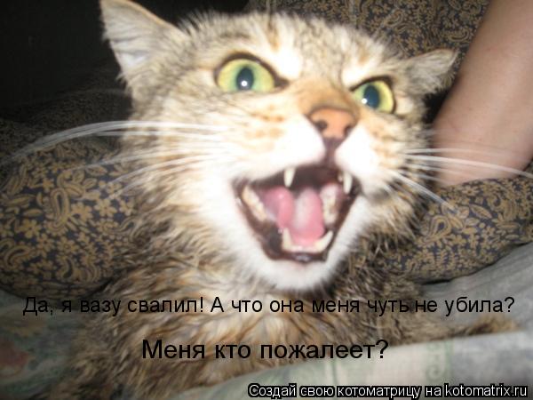 Да, я вазу свалил! А что она меня чуть не убила? Меня кто пожалеет?... Котоматрица: Да, я вазу свалил! А что она меня чуть не убила? Меня кто пожалеет?