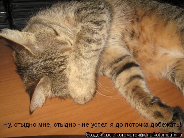 Ну, стыдно мне, стыдно - не успел я до лоточка добежать!... Котоматрица: Ну, стыдно мне, стыдно - не успел я до лоточка добежать!