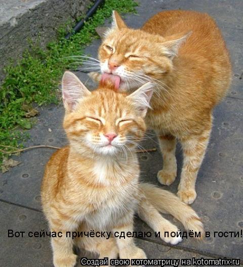 Вот сейчас причёску сделаю и пойдём в гости!... Котоматрица: Вот сейчас причёску сделаю и пойдём в гости!