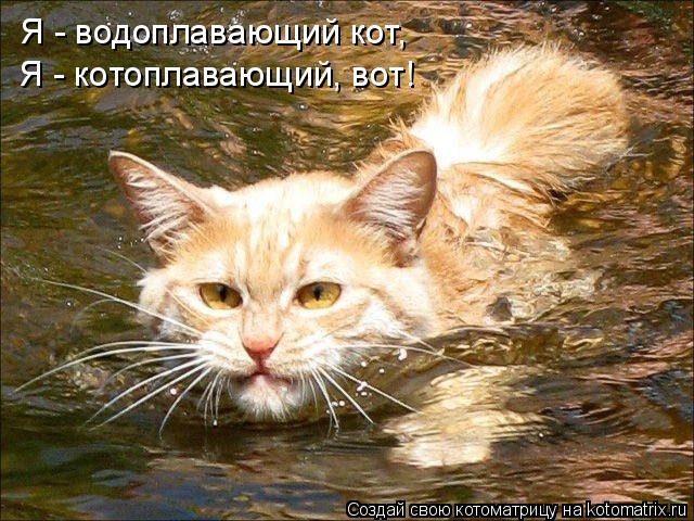 Я - водоплавающий кот, Я - котоплавающий, вот!... Котоматрица: Я - водоплавающий кот, Я - котоплавающий, вот!