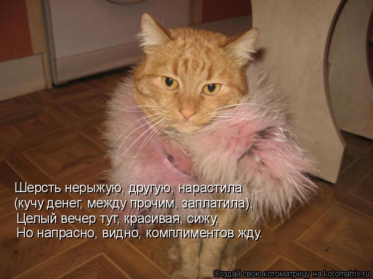 Котоматрица: Шерсть нерыжую, другую, нарастила (кучу денег, между прочим, заплатила), Целый вечер тут, красивая, сижу, Но напрасно, видно, комплиментов жду.