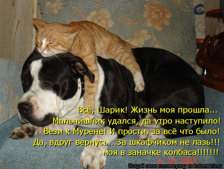 Всё, Шарик! Жизнь моя прошла... Мальчишник удался, да утро наступило! Вези к Мурене! И прости, за всё... Котоматрица: Всё, Шарик! Жизнь моя прошла... Мальчишник удался, да утро наступило! Вези к Мурене! И прости, за всё что было! Да, вдруг вернусь...За шкафчиком н