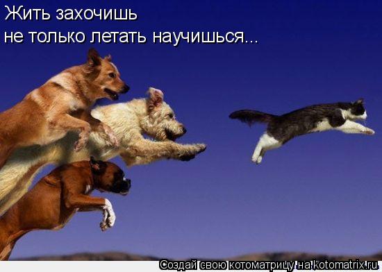 Жить захочишь не только летать научишься...... Котоматрица: Жить захочишь не только летать научишься...