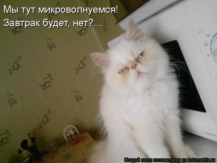 Котоматрица: Мы тут микроволнуемся! Завтрак будет, нет?...