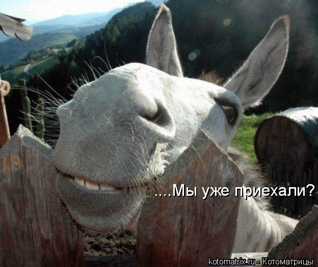 ....Мы уже приехали?... Котоматрица: ....Мы уже приехали?