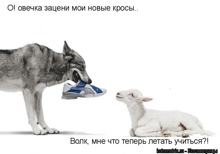 О! овечка зацени мои новые кросы.. Волк, мне что теперь летать учиться?!... Котоматрица: О! овечка зацени мои новые кросы.. Волк, мне что теперь летать учиться?!
