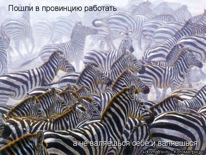 Котоматрица: Пошли в провинцию работать а чё валяешься себе и валяешься