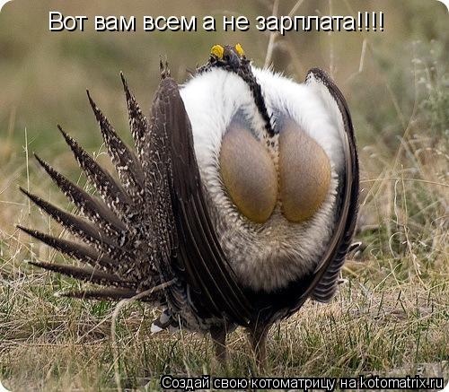 Котоматрица: Вот вам всем а не зарплата!!!!
