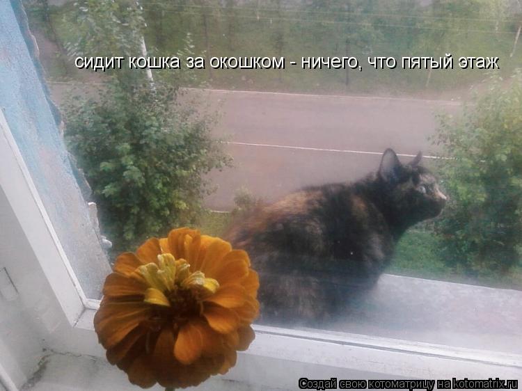 Котоматрица: сидит кошка за окошком - ничего, что пятый этаж