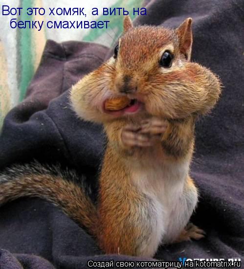 Вот это хомяк, а вить на белку смахивает... Котоматрица: Вот это хомяк, а вить на белку смахивает