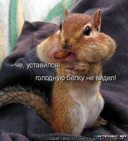 - че, уставился! голодную белку не видел!... Котоматрица: - че, уставился! голодную белку не видел!