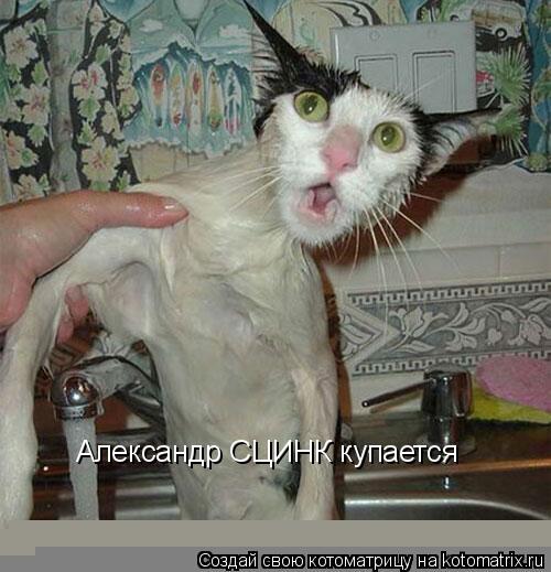 Котоматрица: Александр СЦИНК купается