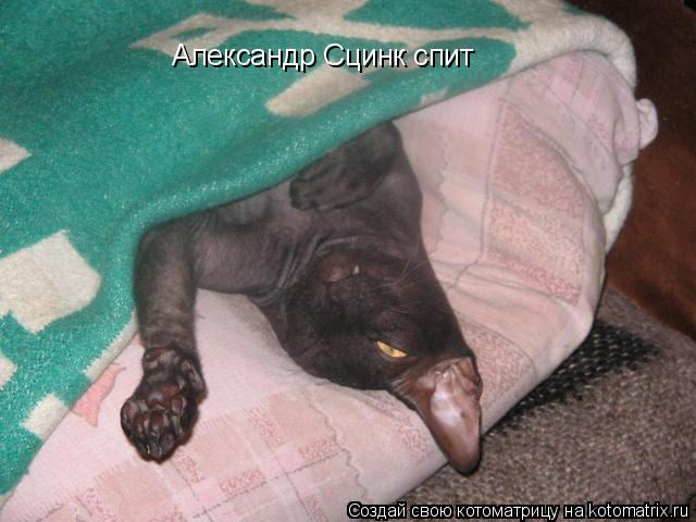 Котоматрица: Александр Сцинк спит