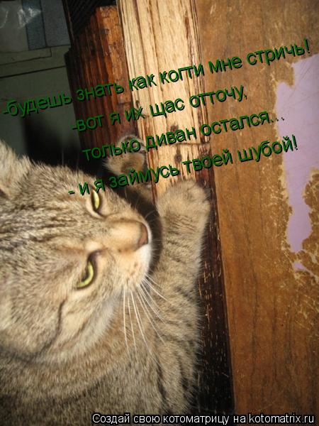 Котоматрица: -будешь знать как когти мне стричь! -вот я их щас отточу,  только диван остался... - и я займусь твоей шубой!