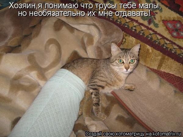 Котоматрица: Хозяин,я понимаю что трусы тебе малы, но необязательно их мне отдавать!