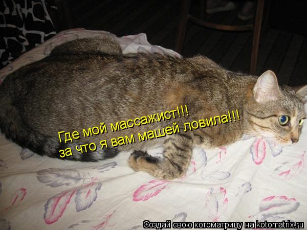 Где мой массажист!!! за что я вам машей ловила!!!... Котоматрица: Где мой массажист!!! за что я вам машей ловила!!!
