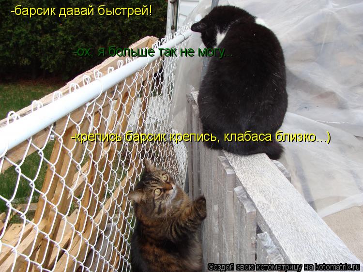 -барсик давай быстрей! -ох, я больше так не могу... -крепись барсик крепись, клабаса близко...)... Котоматрица: -барсик давай быстрей! -ох, я больше так не могу... -крепись барсик крепись, клабаса близко...)
