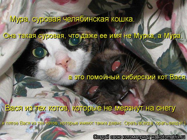 Мура, суровая челябинская кошка. Она такая суровая, что даже ее имя не Мурка, а Мура. а это помойный ... Котоматрица: Мура, суровая челябинская кошка. Она такая суровая, что даже ее имя не Мурка, а Мура. а это помойный сибирский кот Вася. Вася из тех котов, кот