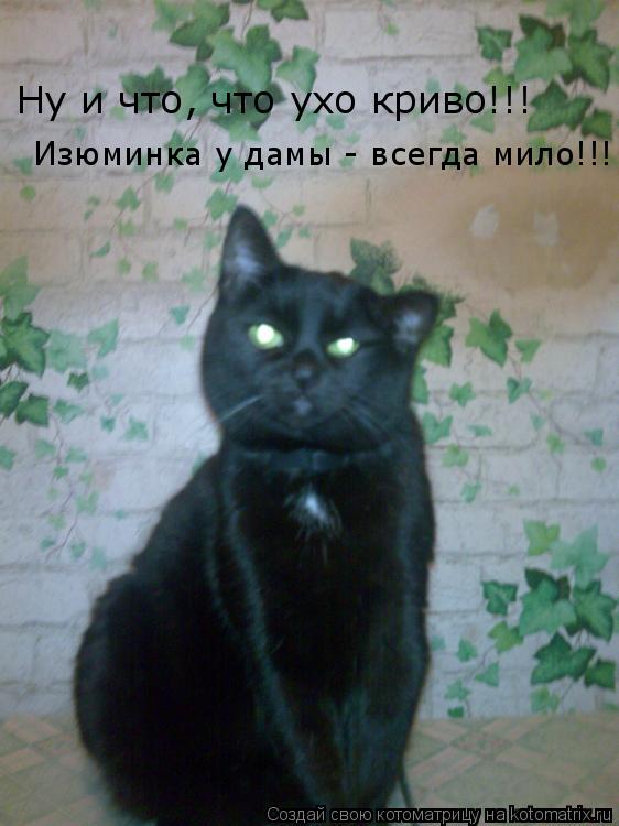 Ну и что, что ухо криво!!! Изюминка у дамы - всегда мило!!!... Котоматрица: Ну и что, что ухо криво!!! Изюминка у дамы - всегда мило!!!