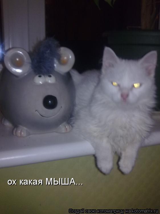 ох какая МЫША...... Котоматрица: ох какая МЫША...