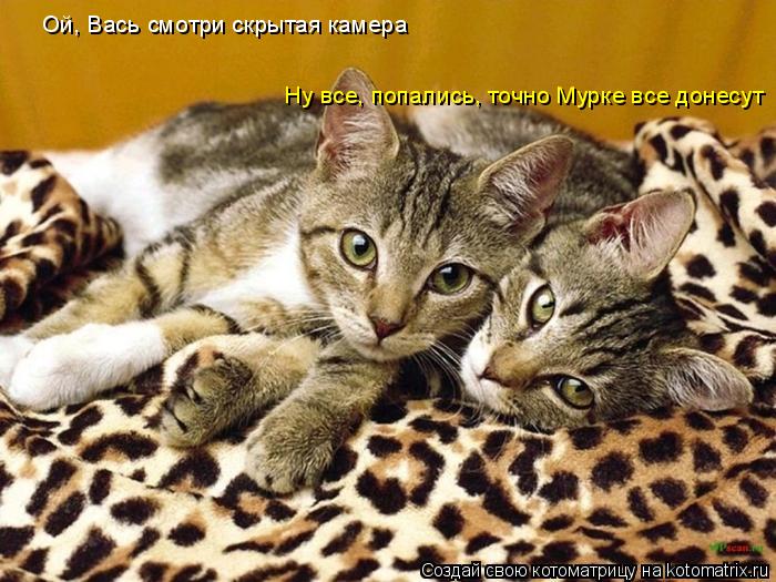 Ой, Вась смотри скрытая камера Ну все, попались, точно Мурке все донесут... Котоматрица: Ой, Вась смотри скрытая камера Ну все, попались, точно Мурке все донесут