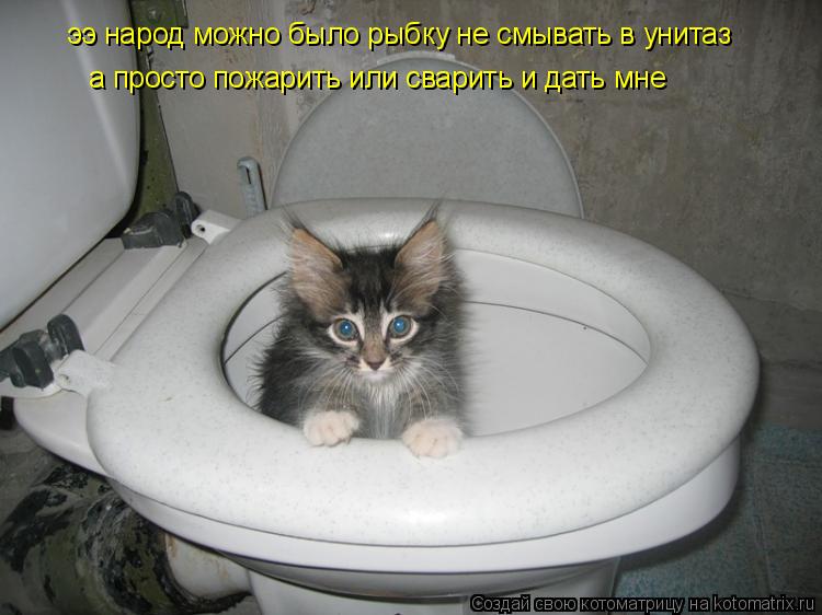 ээ народ можно было рыбку не смывать в унитаз а просто пожарить или сварить и дать мне... Котоматрица: ээ народ можно было рыбку не смывать в унитаз а просто пожарить или сварить и дать мне