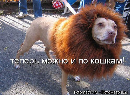 теперь можно и по кошкам!... Котоматрица: теперь можно и по кошкам!