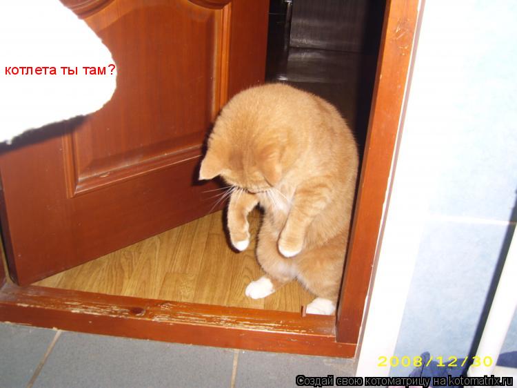котлета ты там?... Котоматрица: котлета ты там?