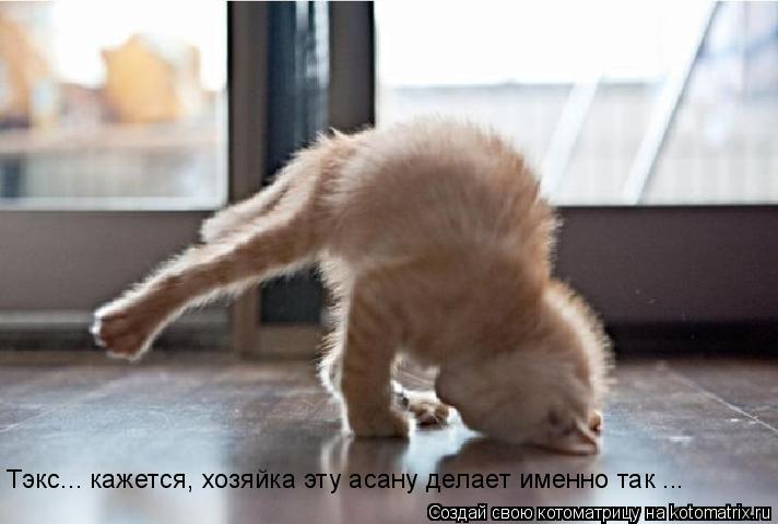 Тэкс... кажется, хозяйка эту асану делает именно так ...... Котоматрица: Тэкс... кажется, хозяйка эту асану делает именно так ...
