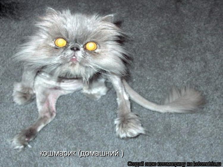 кошмарик (домашний )... Котоматрица: кошмарик (домашний )