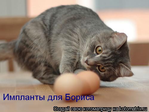 Импланты для Бориса... Котоматрица: Импланты для Бориса