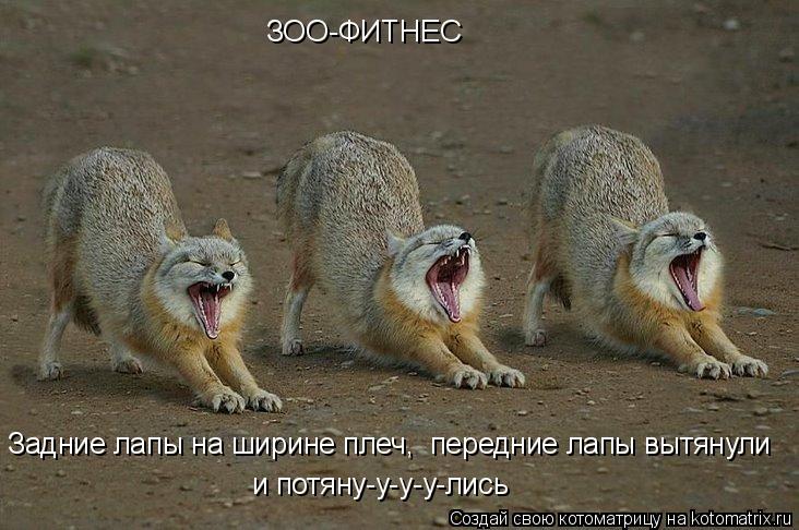 ЗОО-ФИТНЕС Задние лапы на ширине плеч, передние лапы вытянули и потяну-у-у-у-лись... Котоматрица: ЗОО-ФИТНЕС Задние лапы на ширине плеч, передние лапы вытянули и потяну-у-у-у-лись