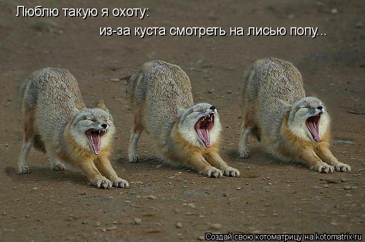 Люблю такую я охоту: из-за куста смотреть на лисью попу...... Котоматрица: Люблю такую я охоту: из-за куста смотреть на лисью попу...