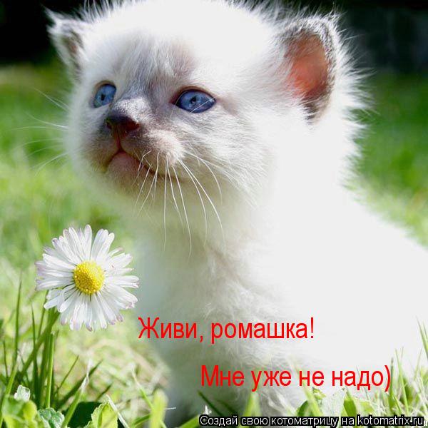 Живи, ромашка! Мне уже не надо)... Котоматрица: Живи, ромашка! Мне уже не надо)