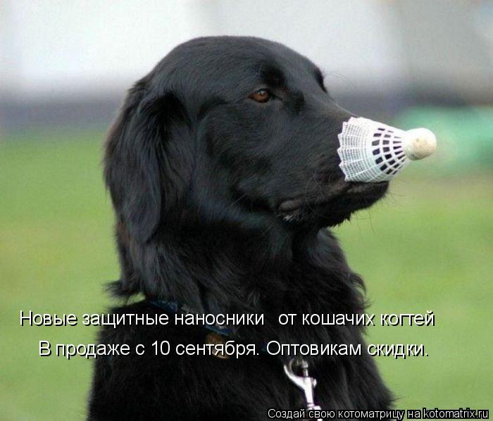 Новые защитные наносники от кошачих когтей В продаже с 10 сентября. Оптовикам скидки.... Котоматрица: Новые защитные наносники от кошачих когтей В продаже с 10 сентября. Оптовикам скидки.