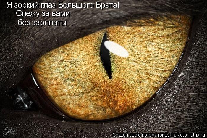 Я зоркий глаз Большого Брата! Слежу за вами без зарплаты...... Котоматрица: Я зоркий глаз Большого Брата! Слежу за вами без зарплаты...