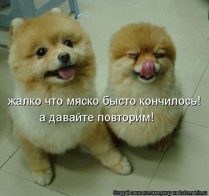 жалко что мяско бысто кончилось! а давайте повторим!... Котоматрица: жалко что мяско бысто кончилось! а давайте повторим!