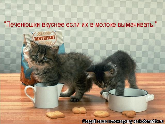 "Печенюшки вкуснее если их в молоке вымачивать."... Котоматрица: "Печенюшки вкуснее если их в молоке вымачивать."