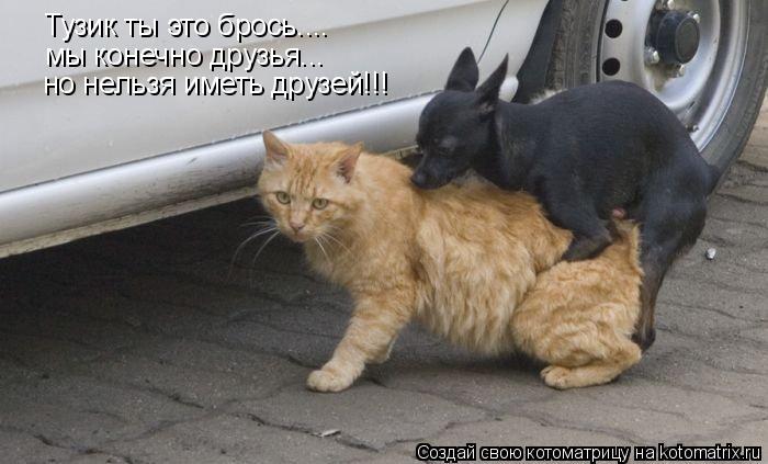 Тузик ты это брось.... мы конечно друзья... но нельзя иметь друзей!!!... Котоматрица: Тузик ты это брось.... мы конечно друзья... но нельзя иметь друзей!!!