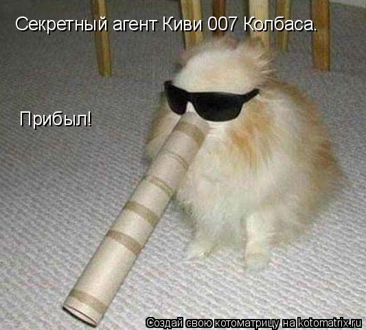 Секретный агент Киви 007 Колбаса. Прибыл!... Котоматрица: Секретный агент Киви 007 Колбаса. Прибыл!
