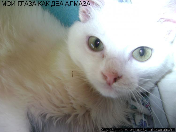 Котоматрица: МОИ ГЛАЗА КАК ДВА АЛМАЗА