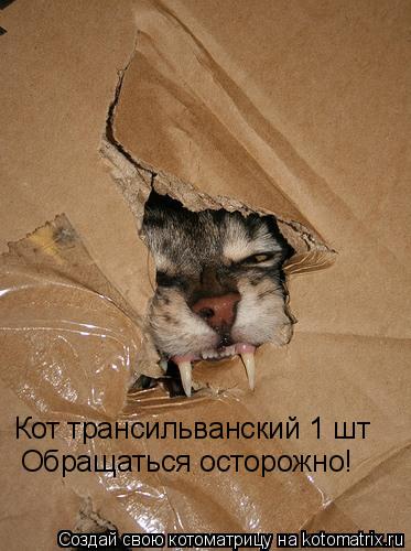 Котоматрица: Кот трансильванский 1 шт Обращаться осторожно!