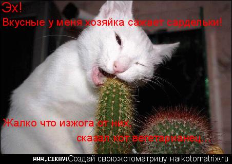 Котоматрица: Эх! Вкусные у меня хозяйка сажает сардельки! Жалко что изжога от них, сказал кот вегетарианец...