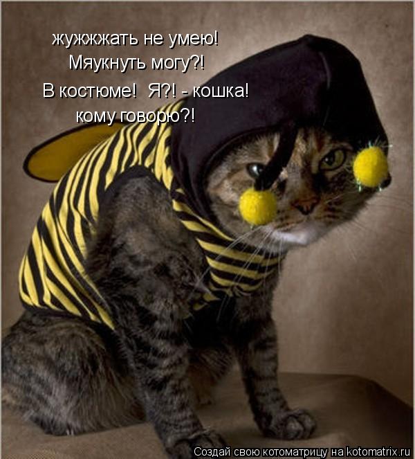 Котоматрица: жужжжать не умею! Мяукнуть могу?! В костюме!  Я?! - кошка! кому говорю?!