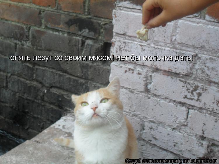 Котоматрица: -опять лезут со своим мясом! нет бы молочка дать!