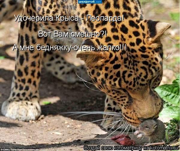 Котоматрица: Удочерила Крыса - Леопарда! Вот Вам смешно?! А мне бедняжку-очень жалко!!!