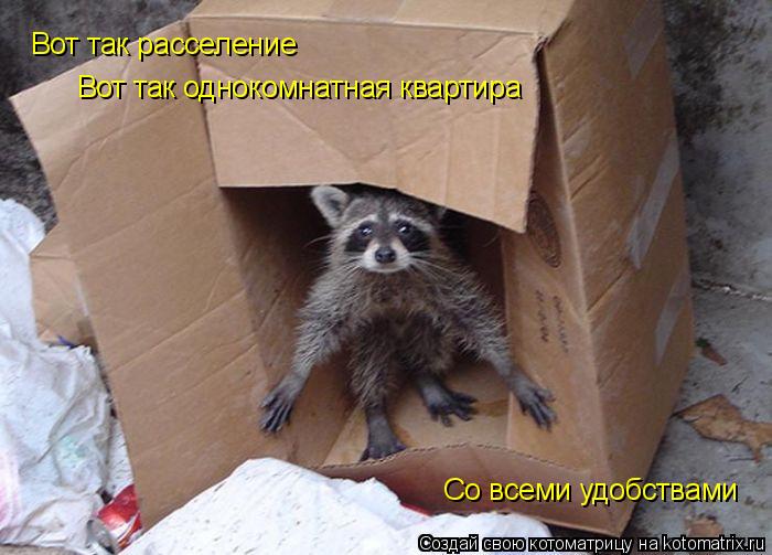 Котоматрица: Вот так расселение Вот так однокомнатная квартира Со всеми удобствами