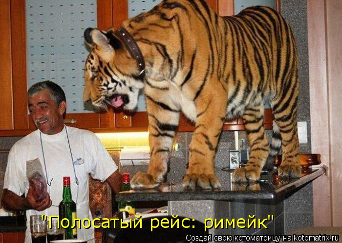 Котоматрица: "Полосатый рейс: римейк"